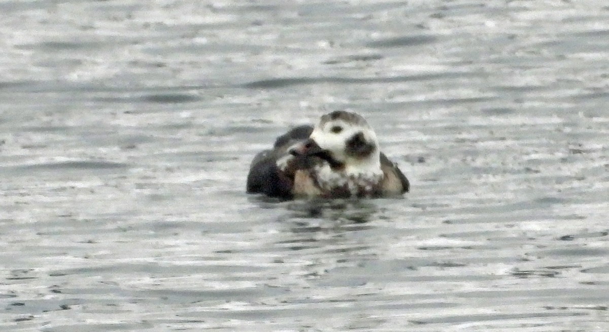 Long-tailed Duck - ML613821987