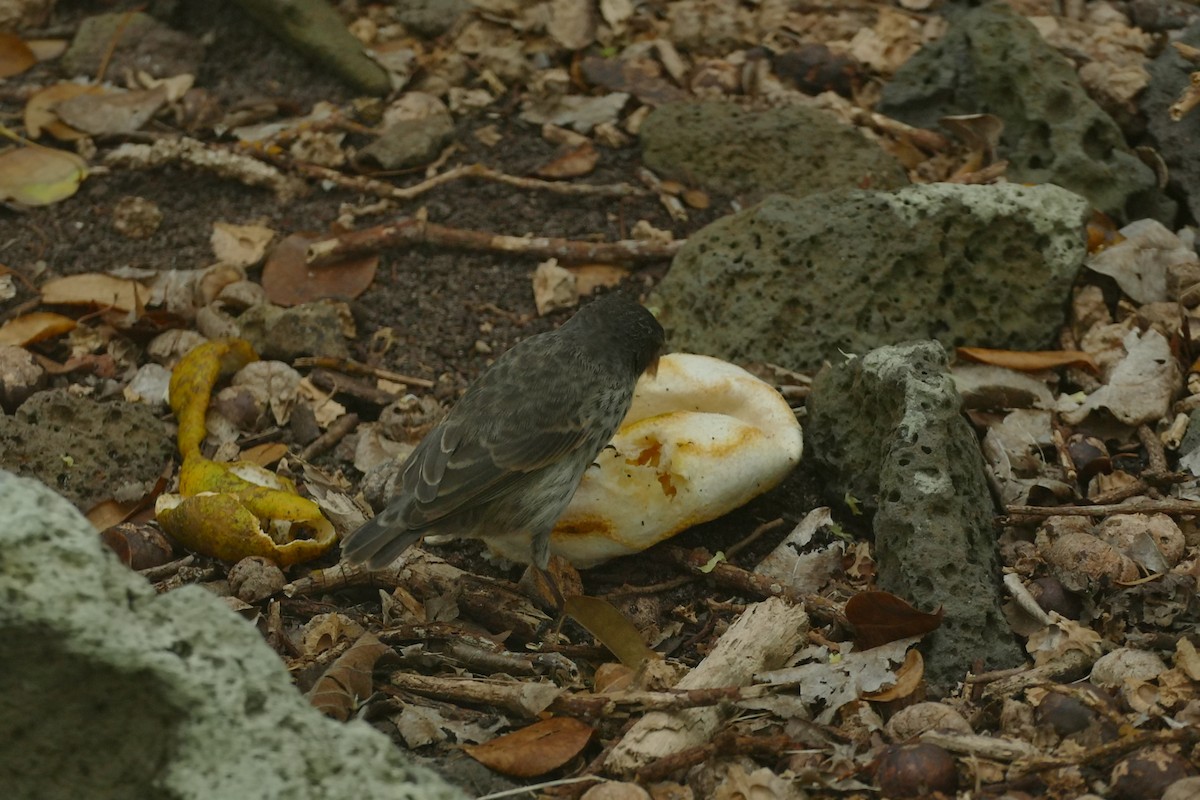 Common Cactus-Finch - ML613821997