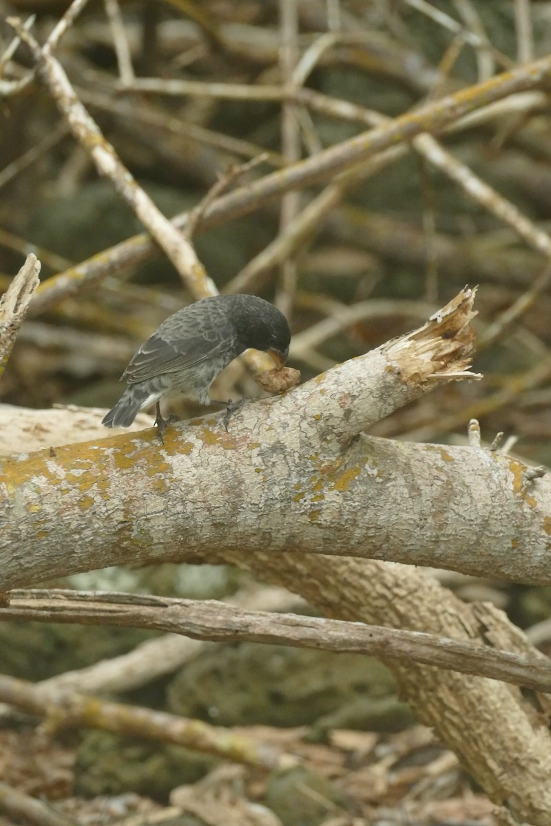 Common Cactus-Finch - ML613821998