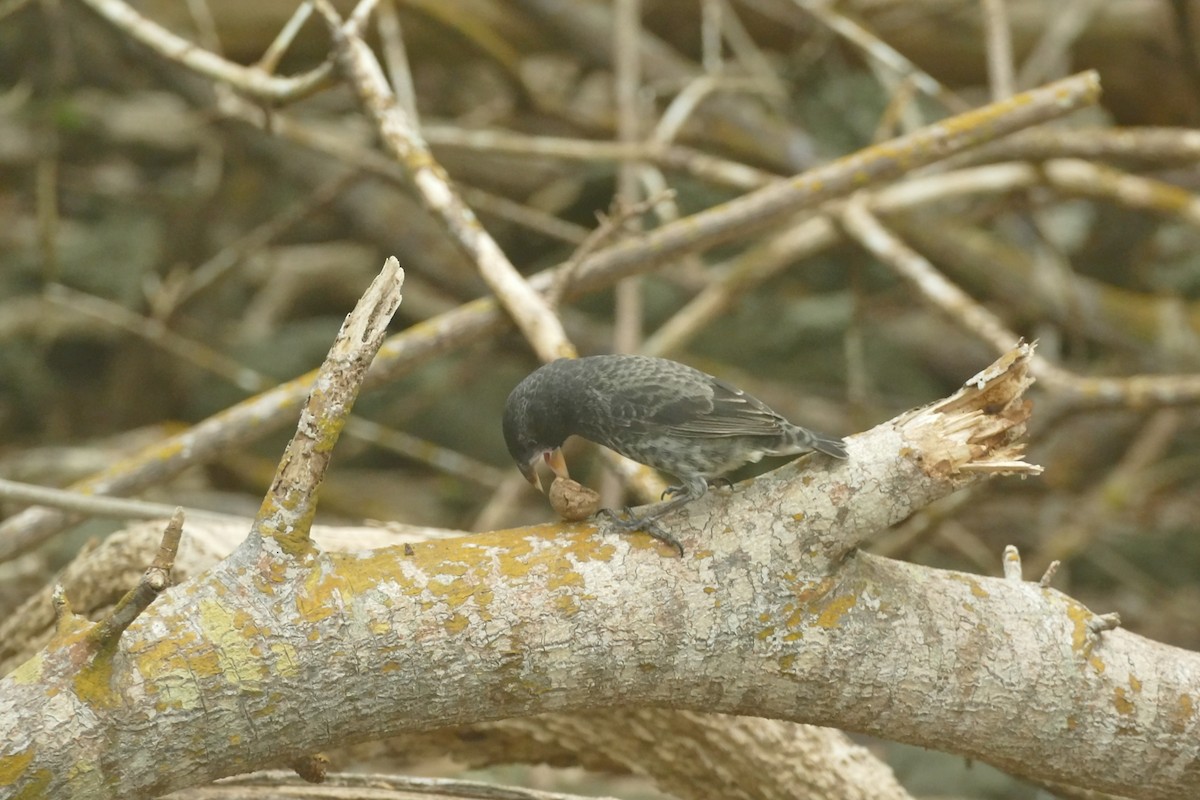 Common Cactus-Finch - ML613821999