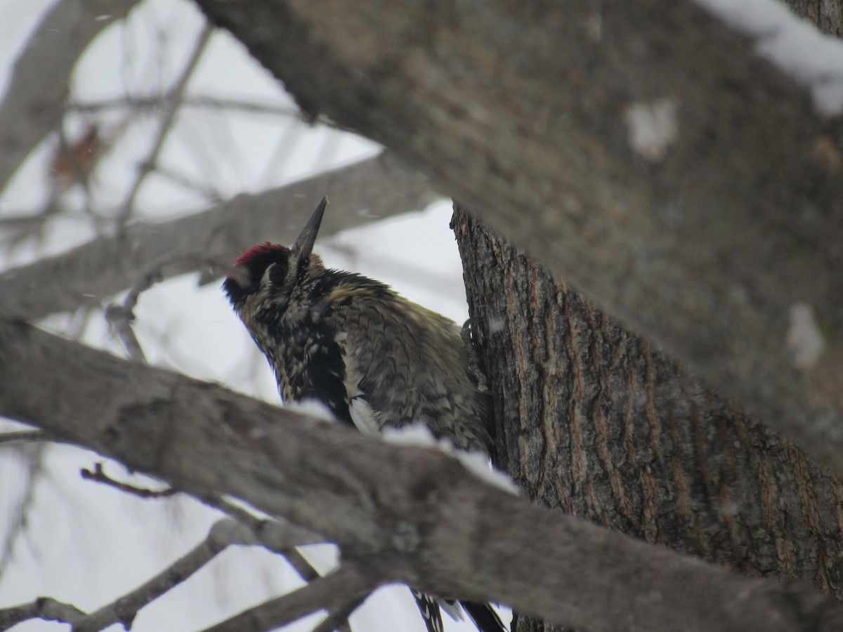 Yellow-bellied Sapsucker - ML613822014