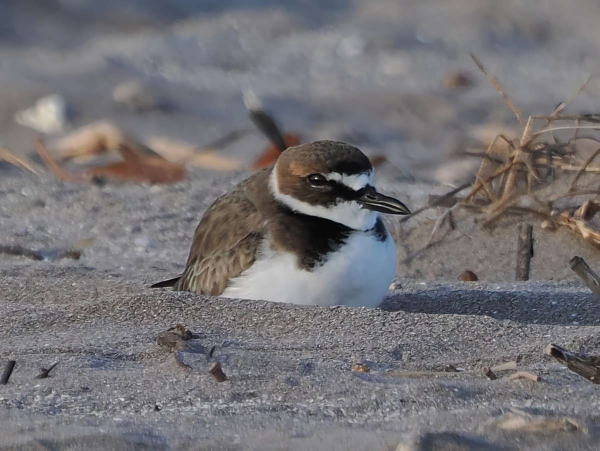 Wilson's Plover - ML613822041