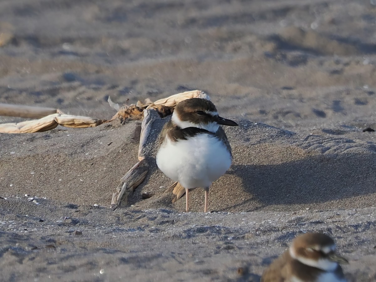 Wilson's Plover - ML613822042