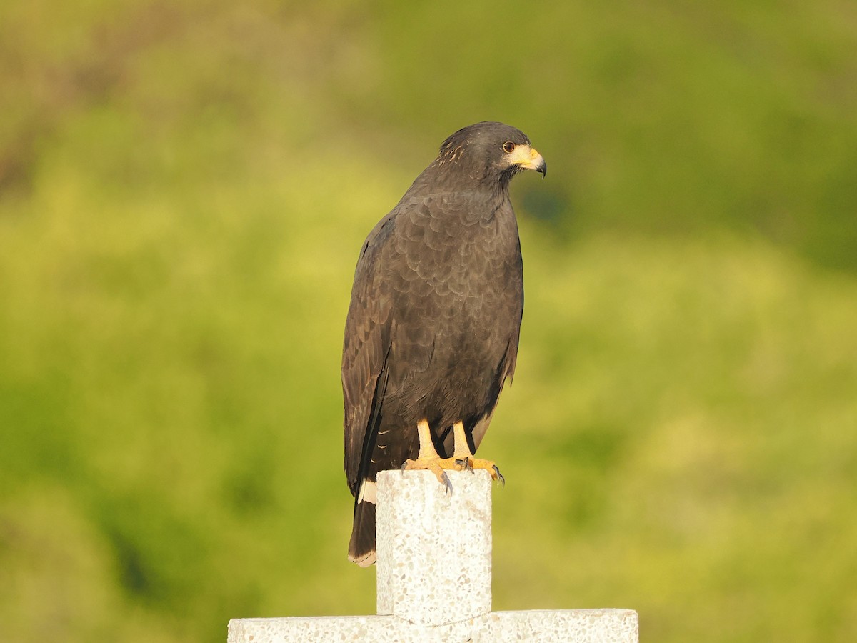 Common Black Hawk - ML613822073