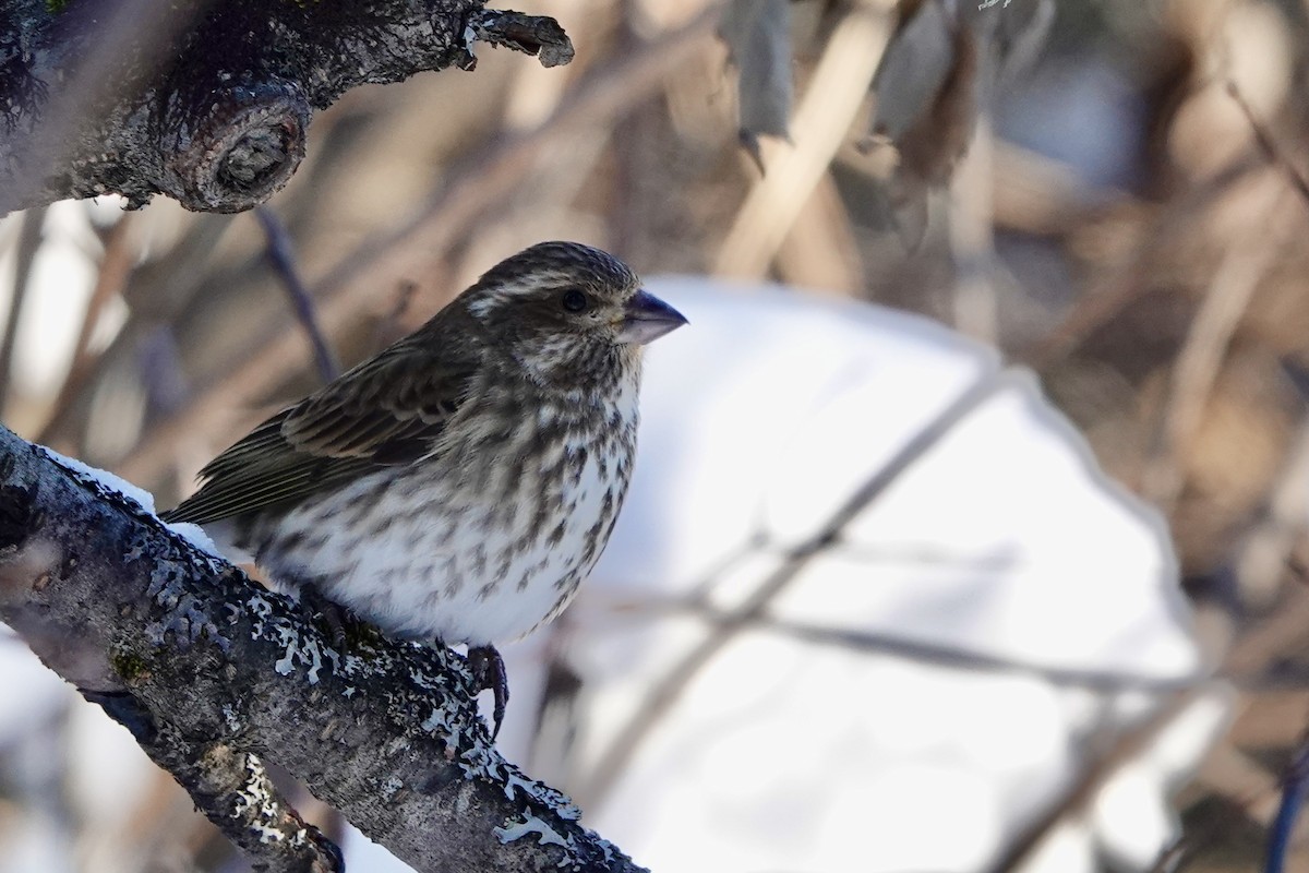 Purple Finch - ML613822075