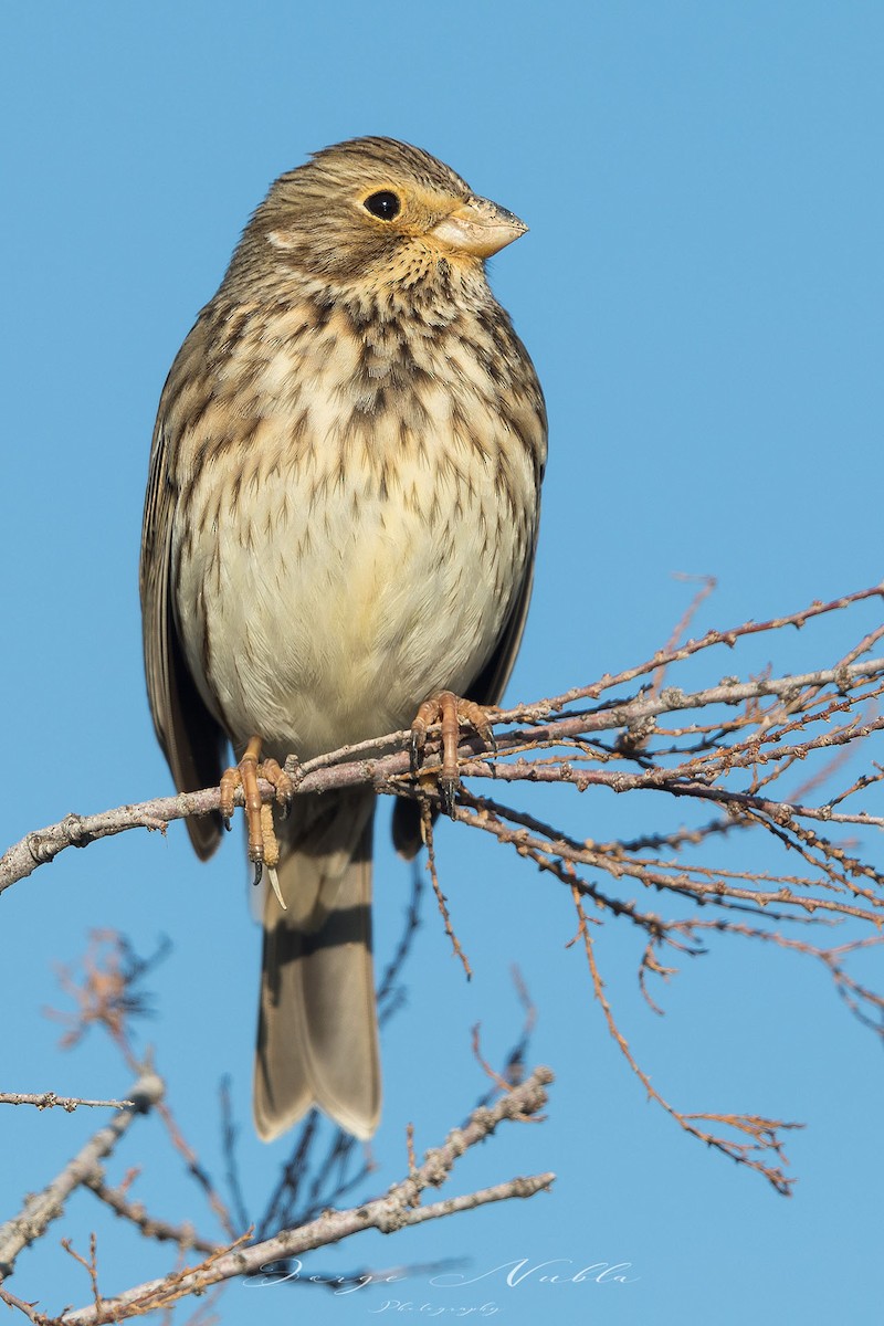 Corn Bunting - Jorge Nubla