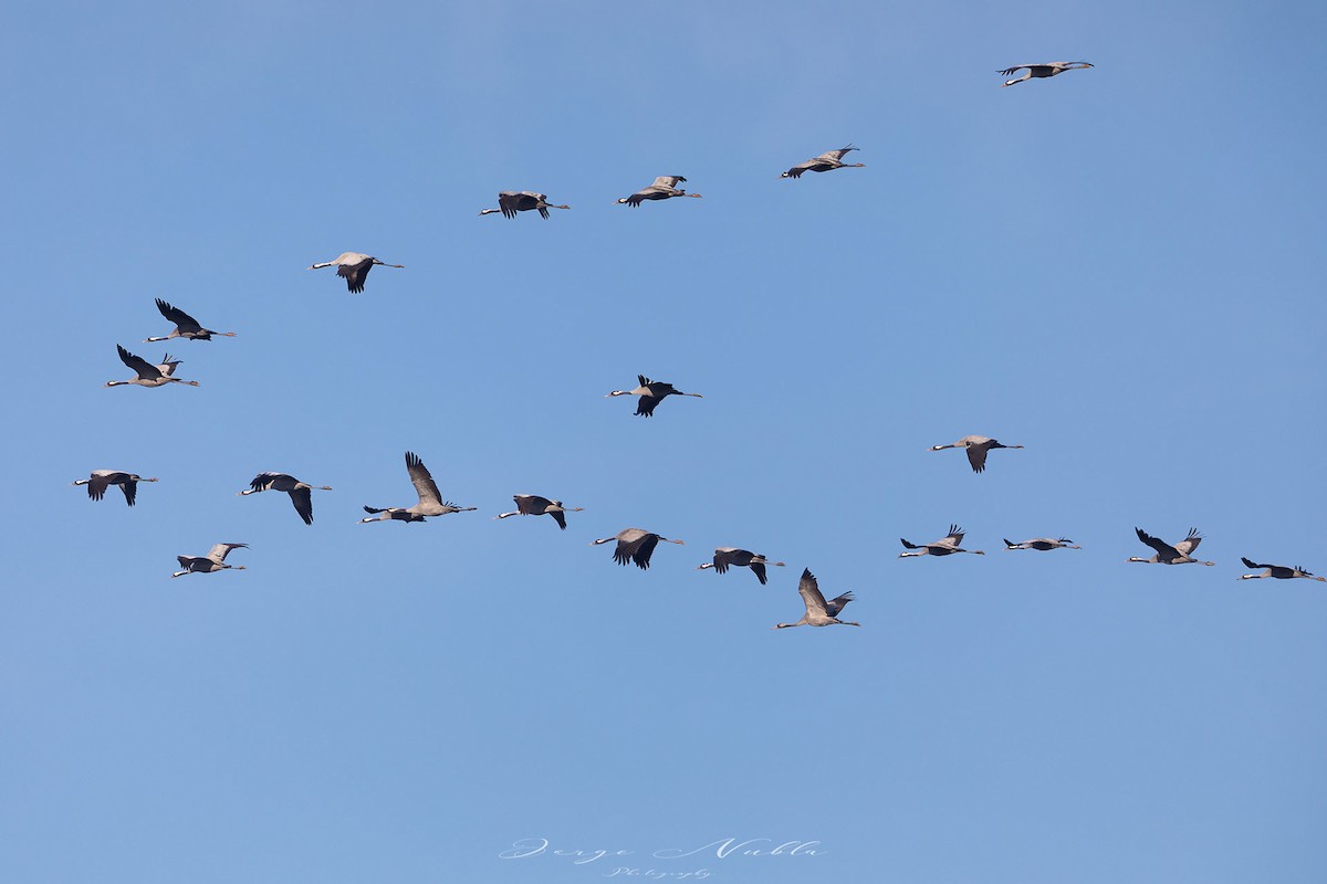 Common Crane - Jorge Nubla