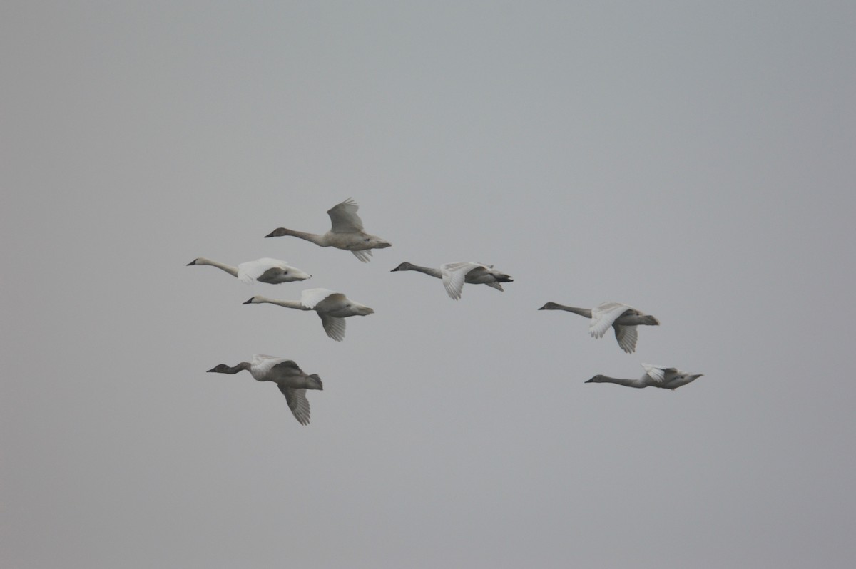 Tundra Swan - ML613822209