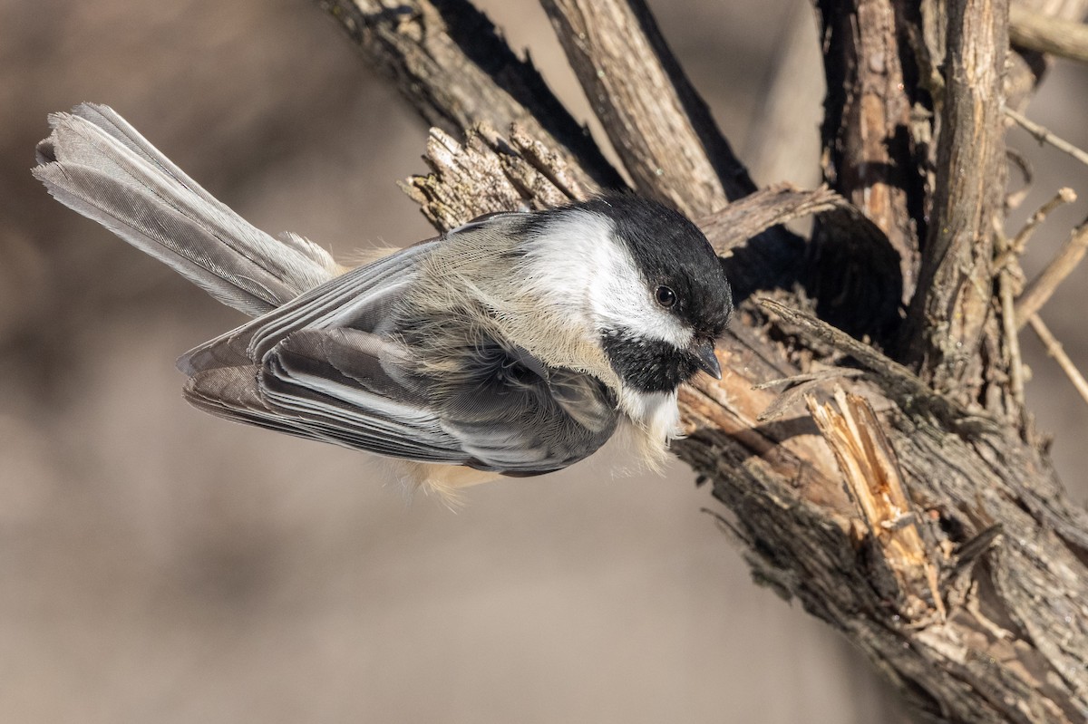 Black-capped Chickadee - ML613822290