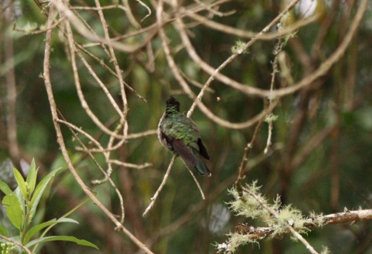 Green-crowned Plovercrest - ML613822339