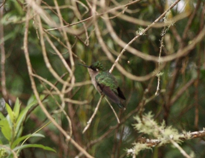 Green-crowned Plovercrest - ML613822341