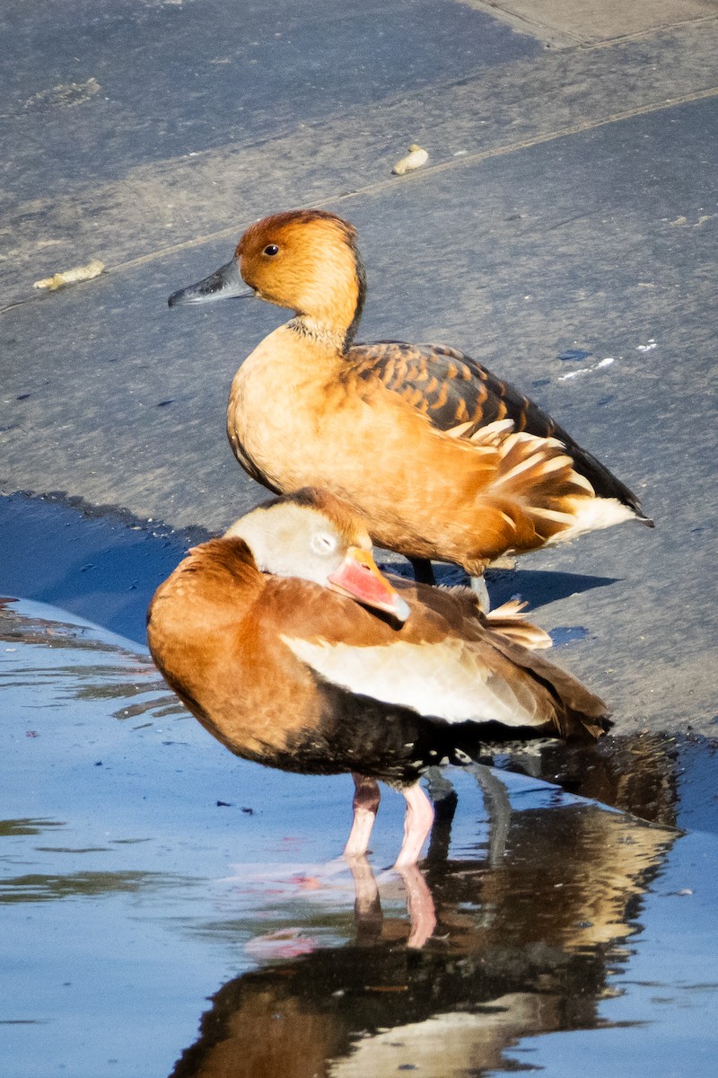Fulvous Whistling-Duck - ML613822435