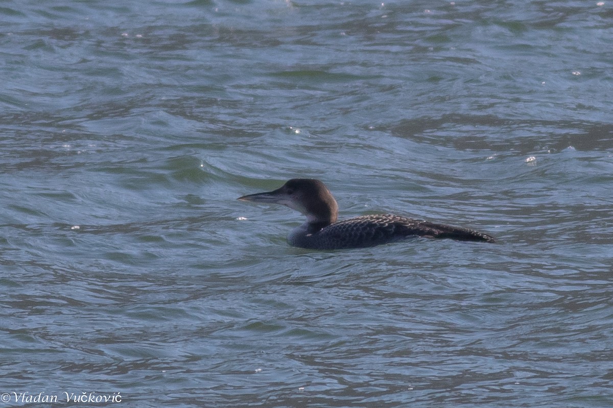 Common Loon - ML613822477