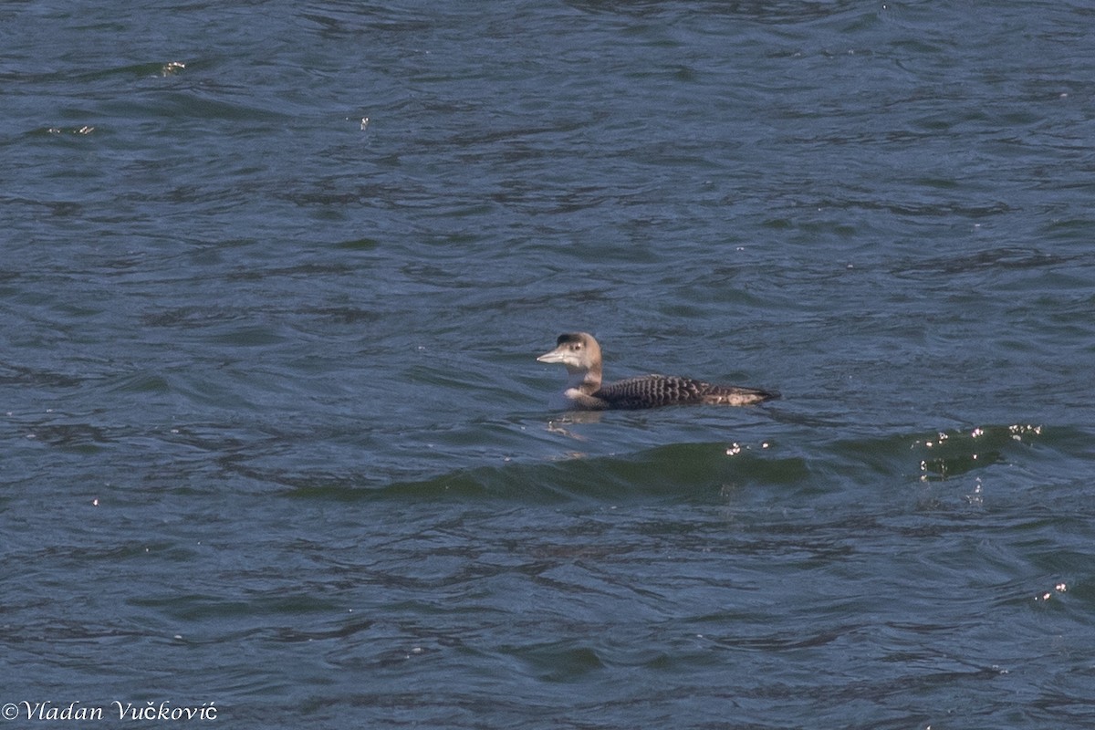 Common Loon - ML613822478