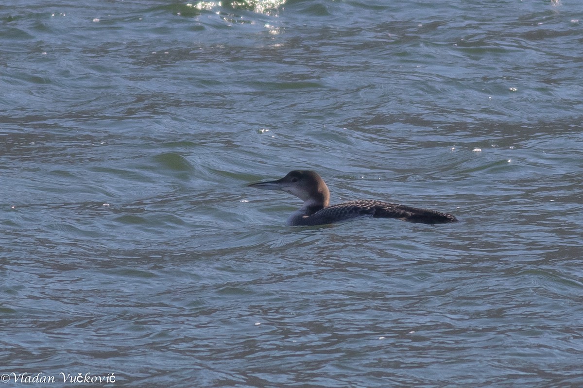 Common Loon - ML613822479