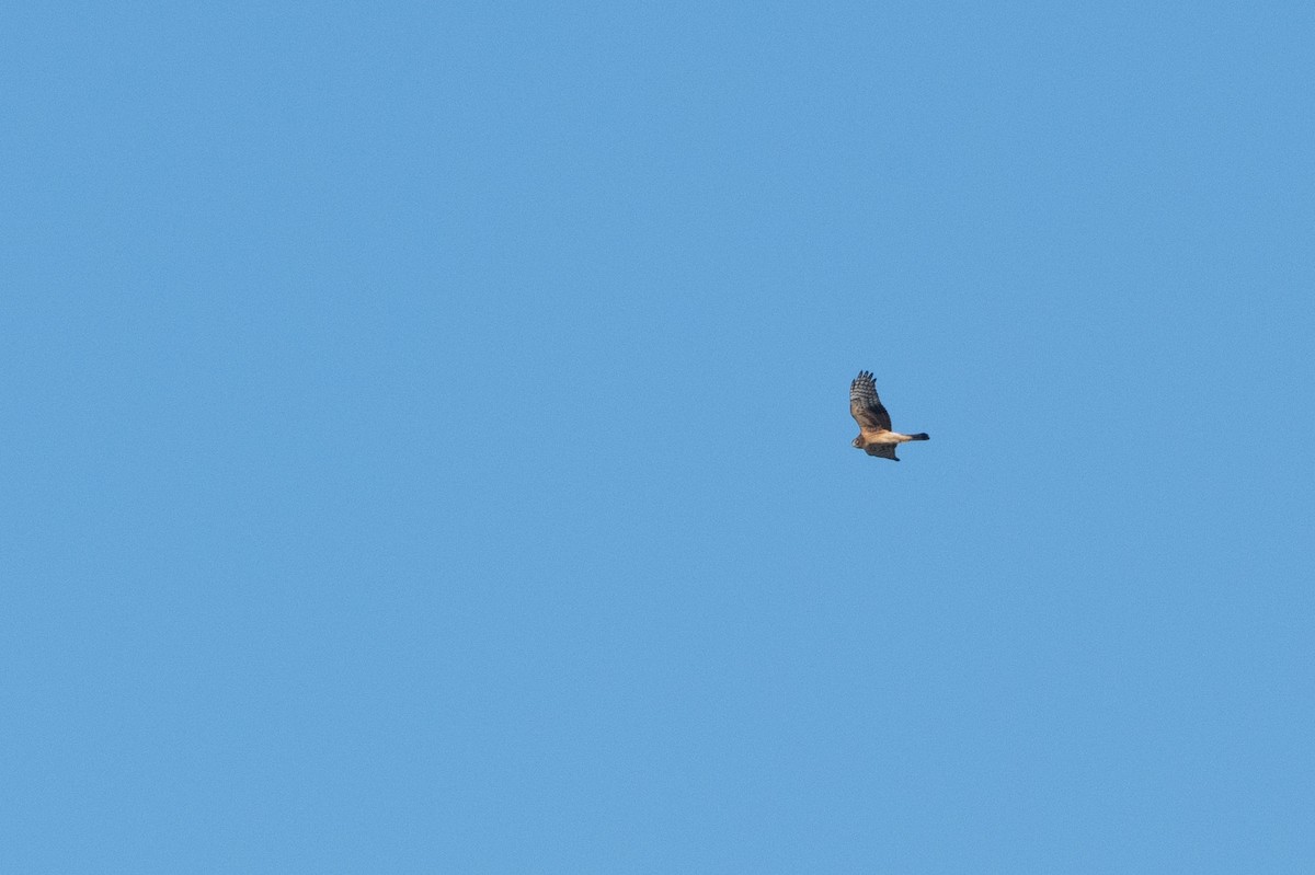 Northern Harrier - ML613822519