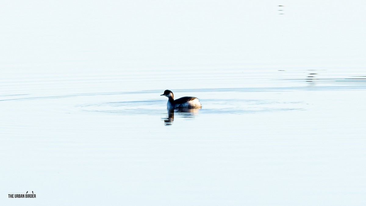 Eared Grebe - ML613822583