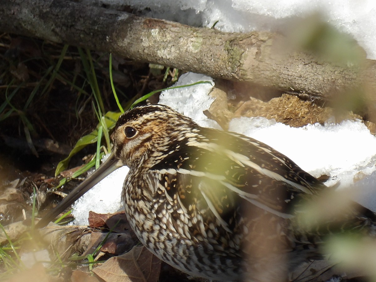 Wilson's Snipe - ML613822587