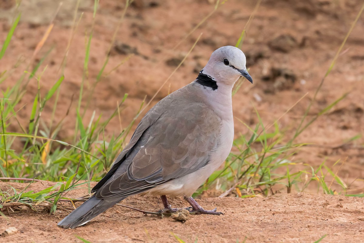 Ring-necked Dove - Manuel Fernandez-Bermejo