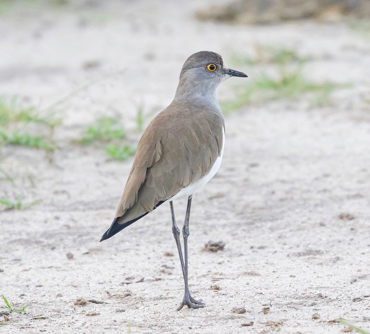 Senegal Lapwing - ML613822630