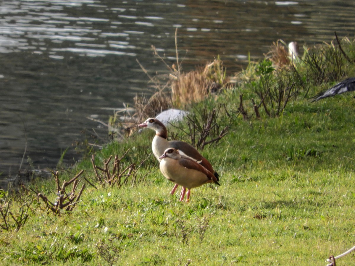 Egyptian Goose - ML613822648