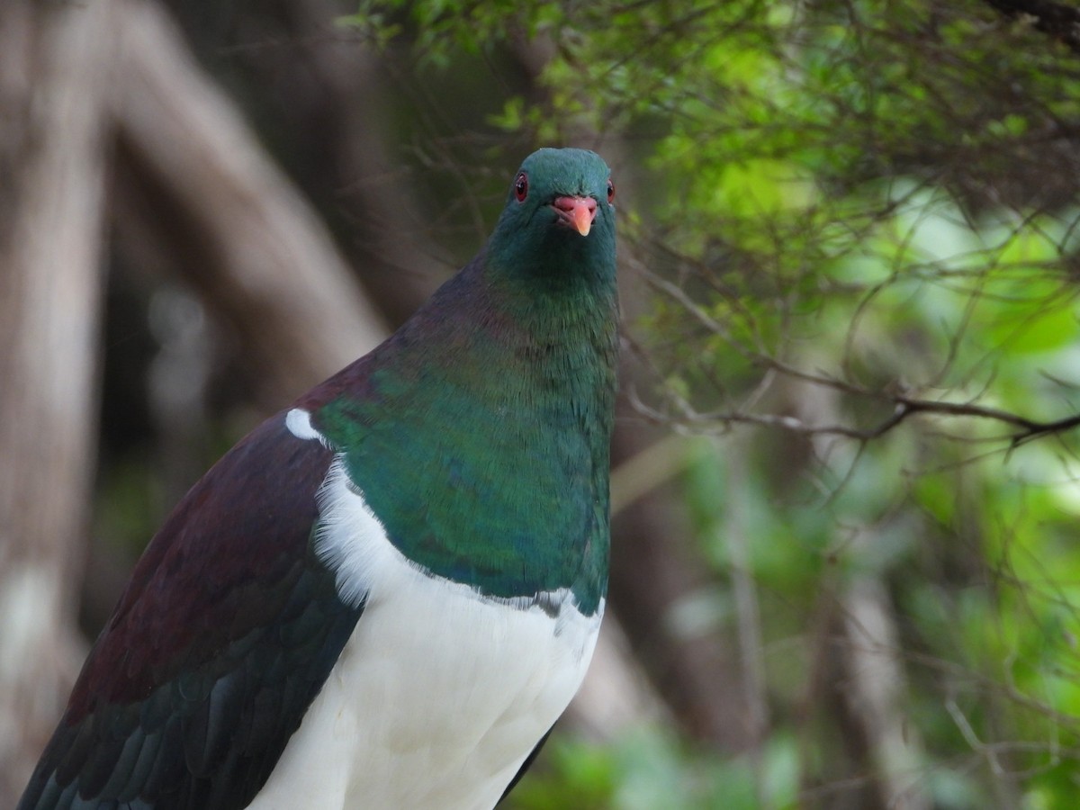 New Zealand Pigeon - ML613822678