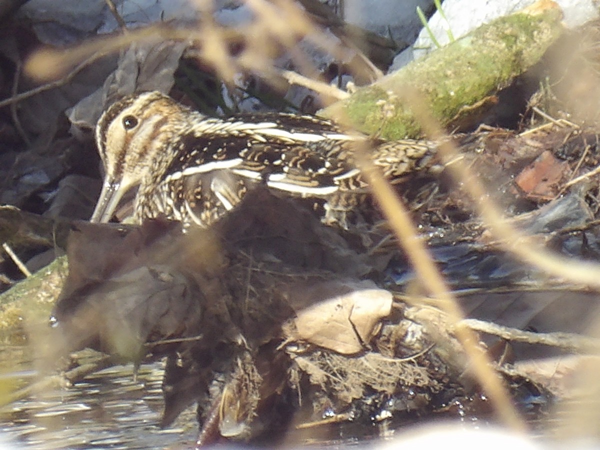 Wilson's Snipe - ML613822685