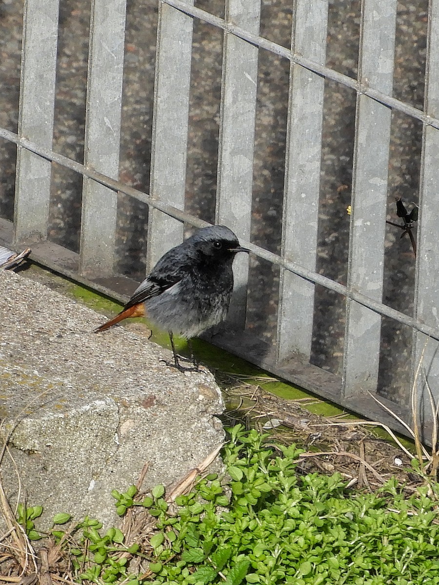 Black Redstart - ML613822732