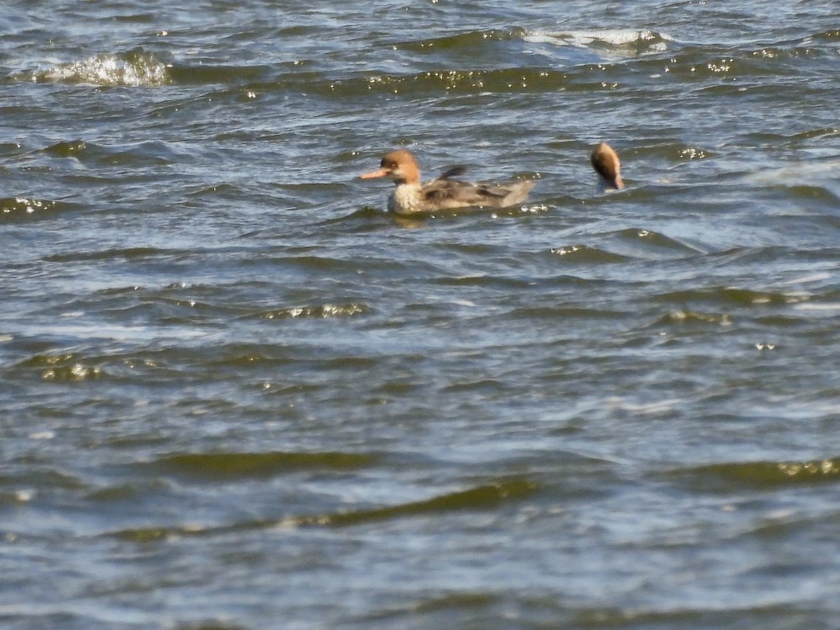 Red-breasted Merganser - ML613822772