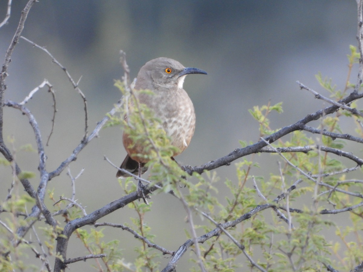 Curve-billed Thrasher - ML613822824