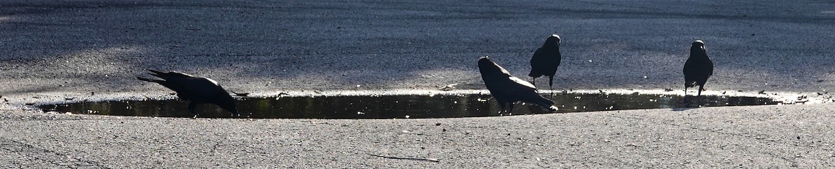 American Crow - ML613822833