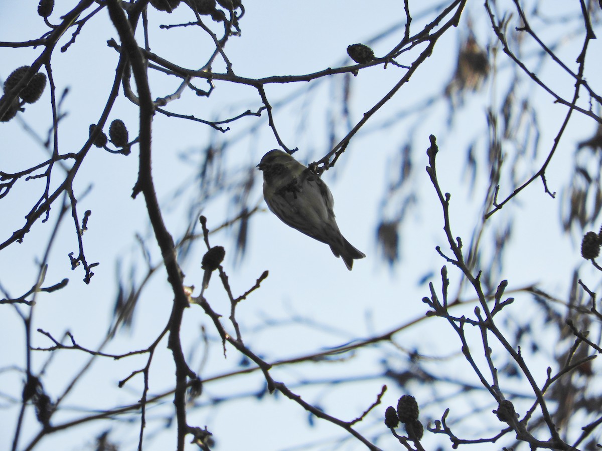 Eurasian Siskin - ML613822835