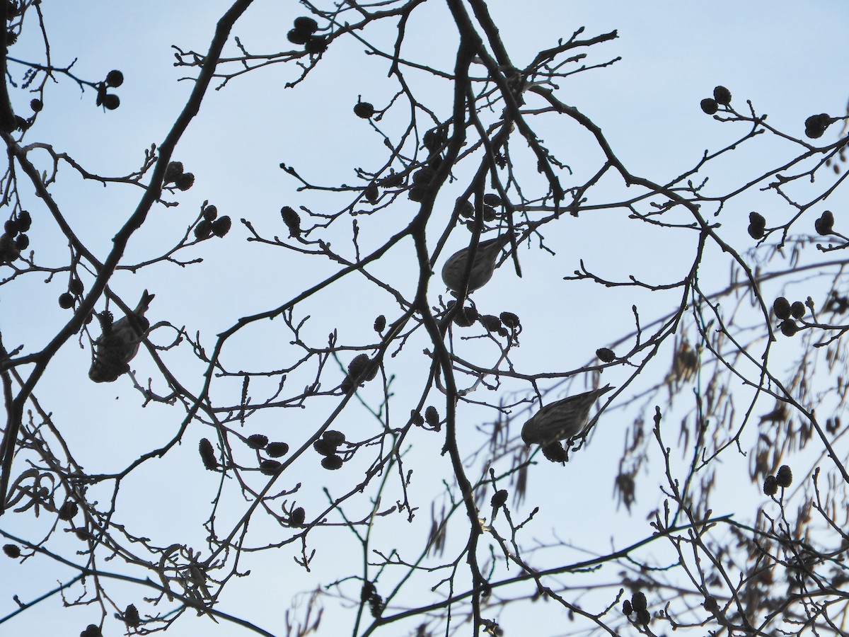 Eurasian Siskin - ML613822837