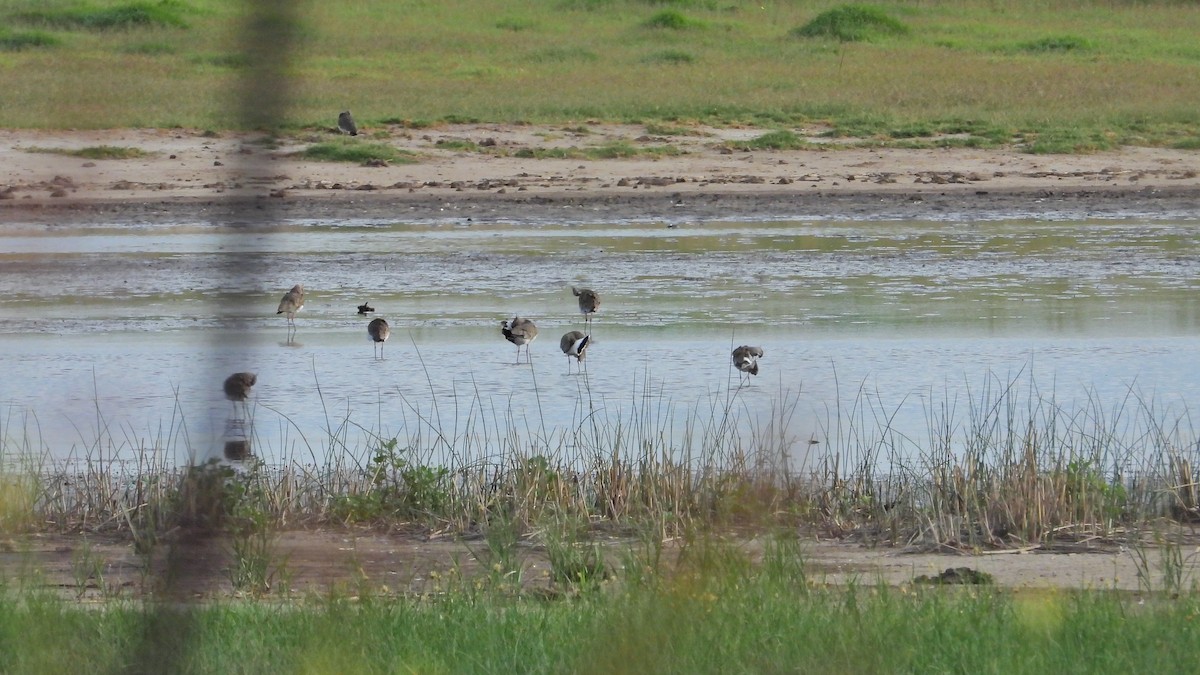 Southern Lapwing - ML613822839