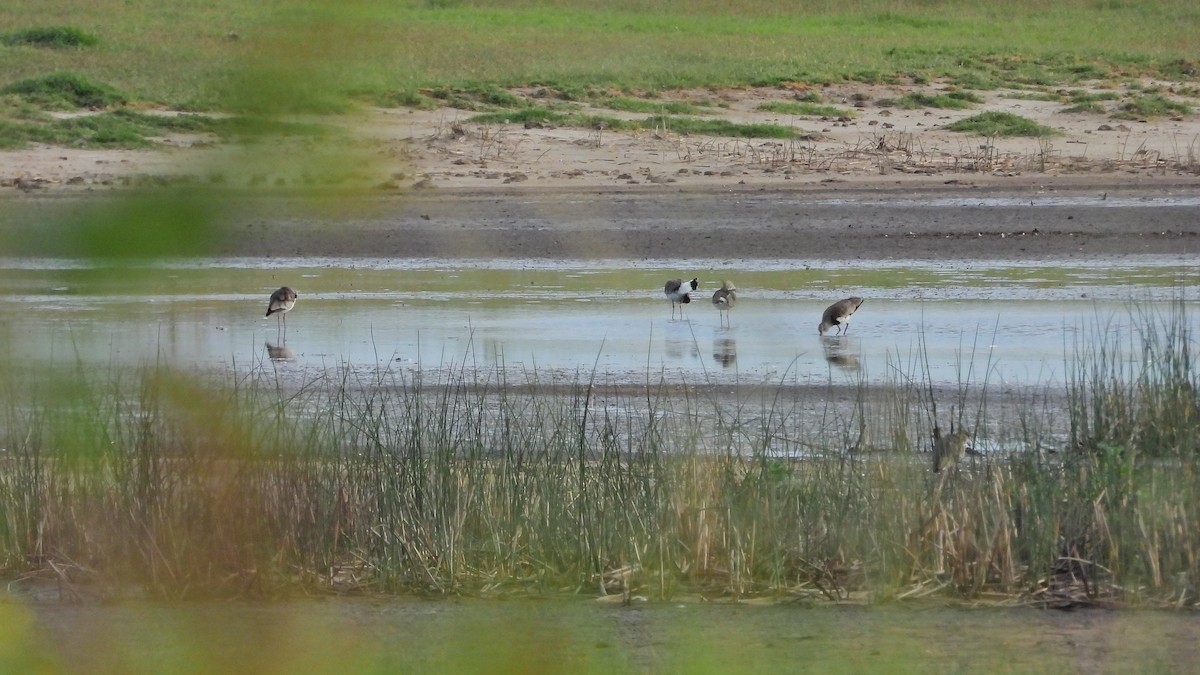 Southern Lapwing - ML613822841