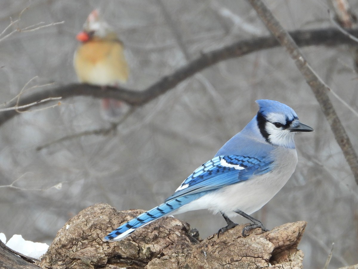 Blue Jay - ML613822853