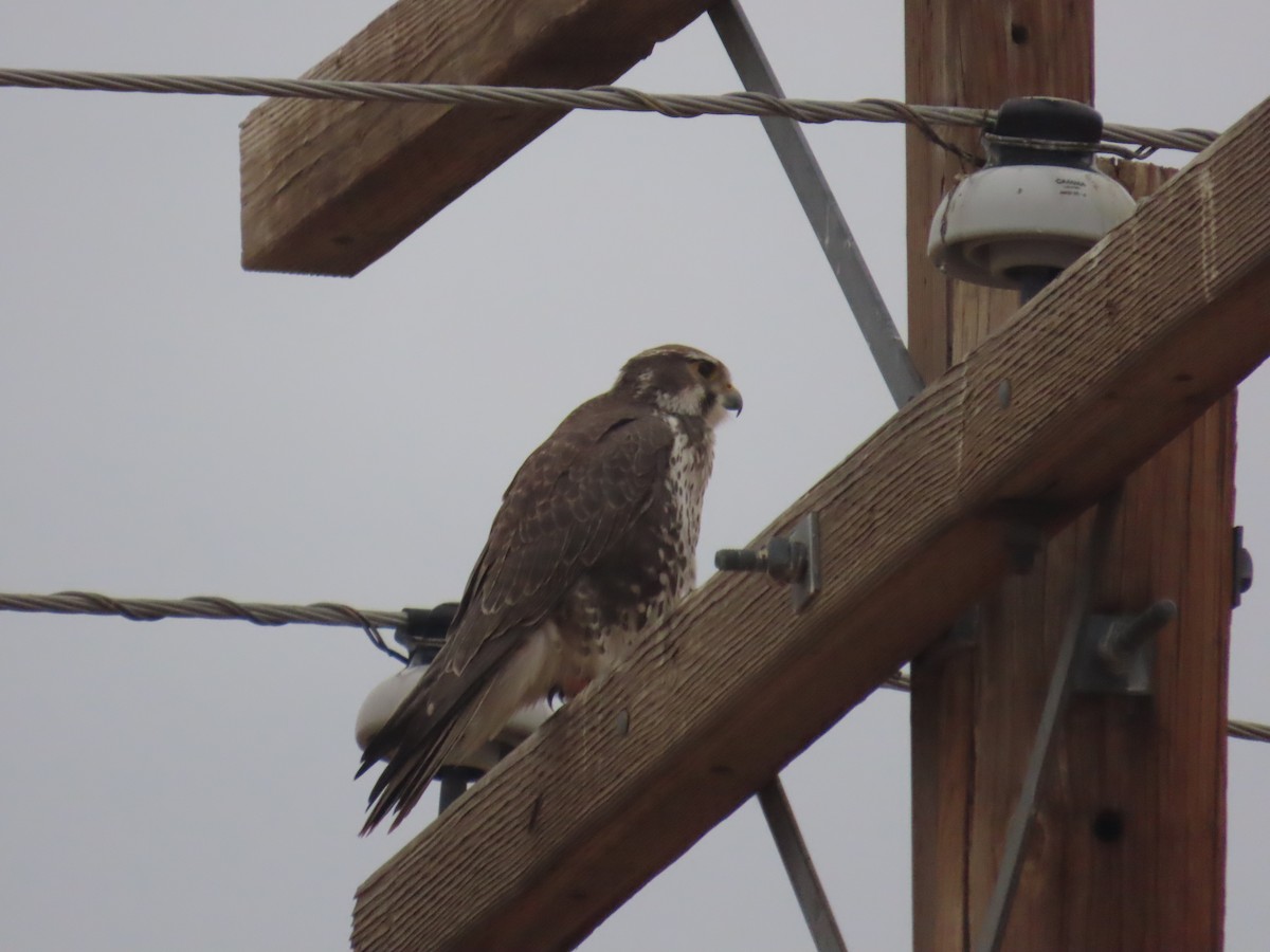 Prairie Falcon - ML613822854