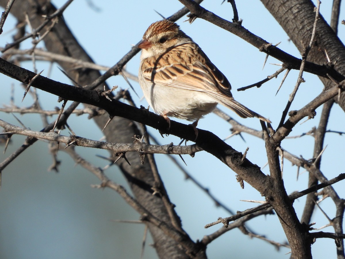 Chipping Sparrow - ML613822882