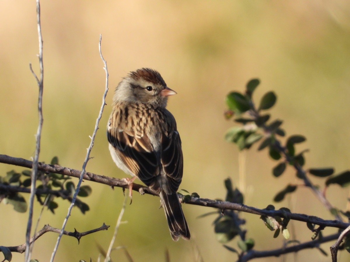Chipping Sparrow - ML613822886