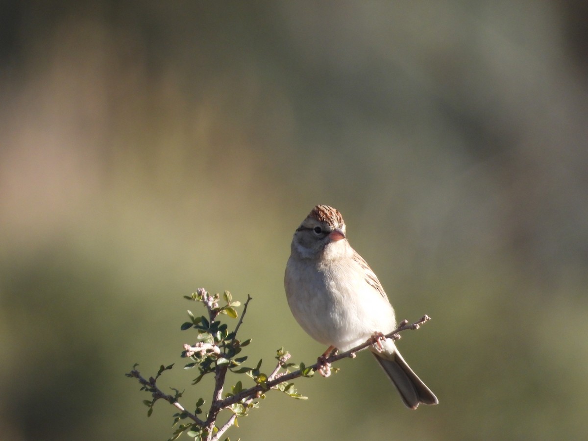 Chipping Sparrow - ML613822887