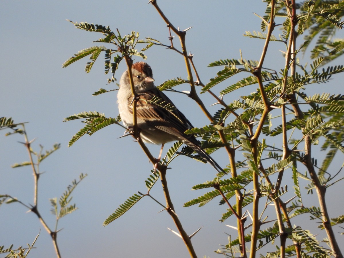 Chipping Sparrow - ML613822963