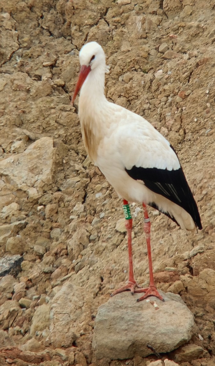 White Stork - ML613822989