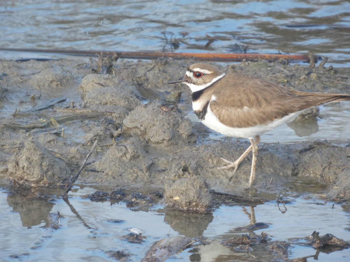 Killdeer - ML613822993