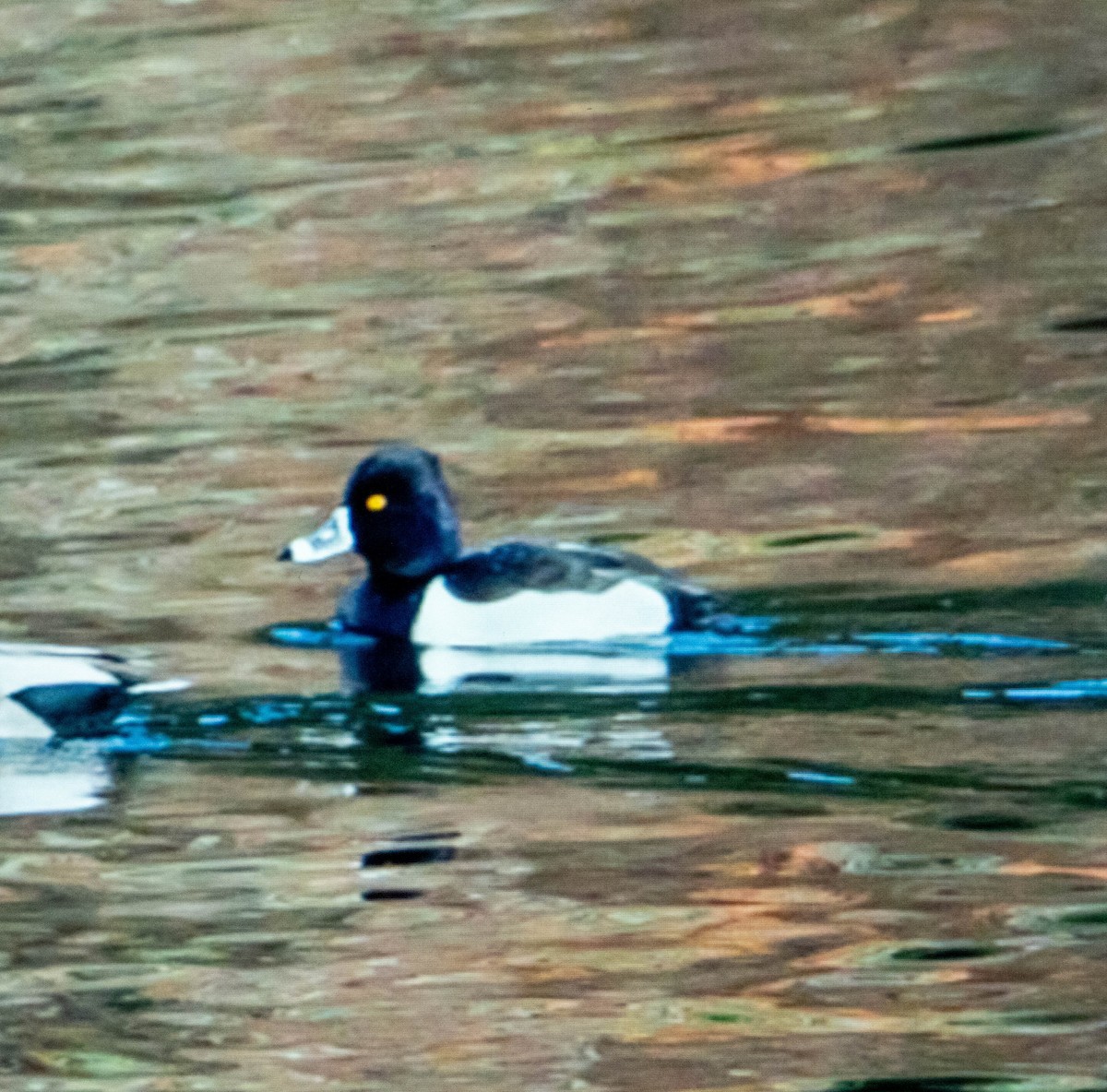 Ring-necked Duck - Daniel PICARD