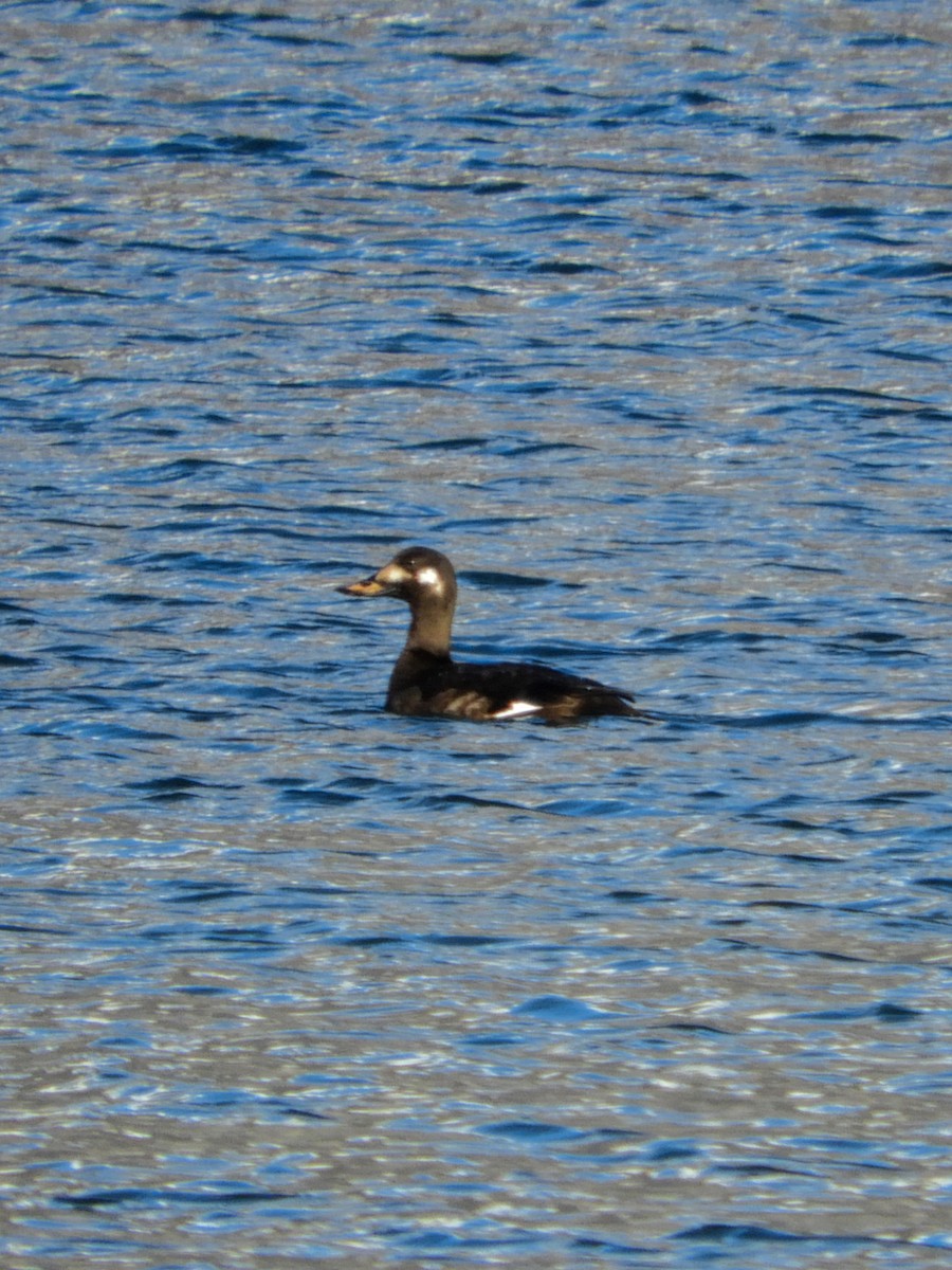 Velvet Scoter - ML613823289