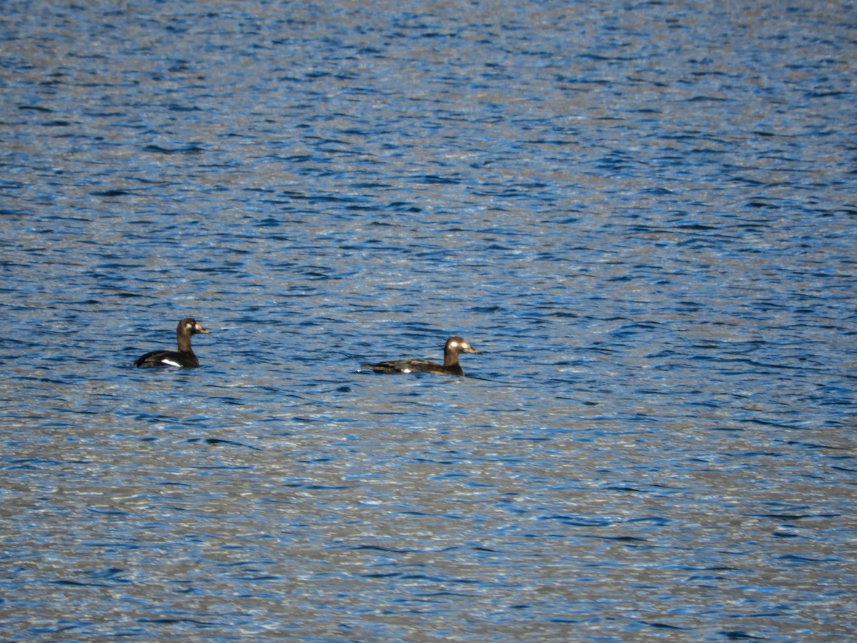 Velvet Scoter - Nicholas Moray Williams