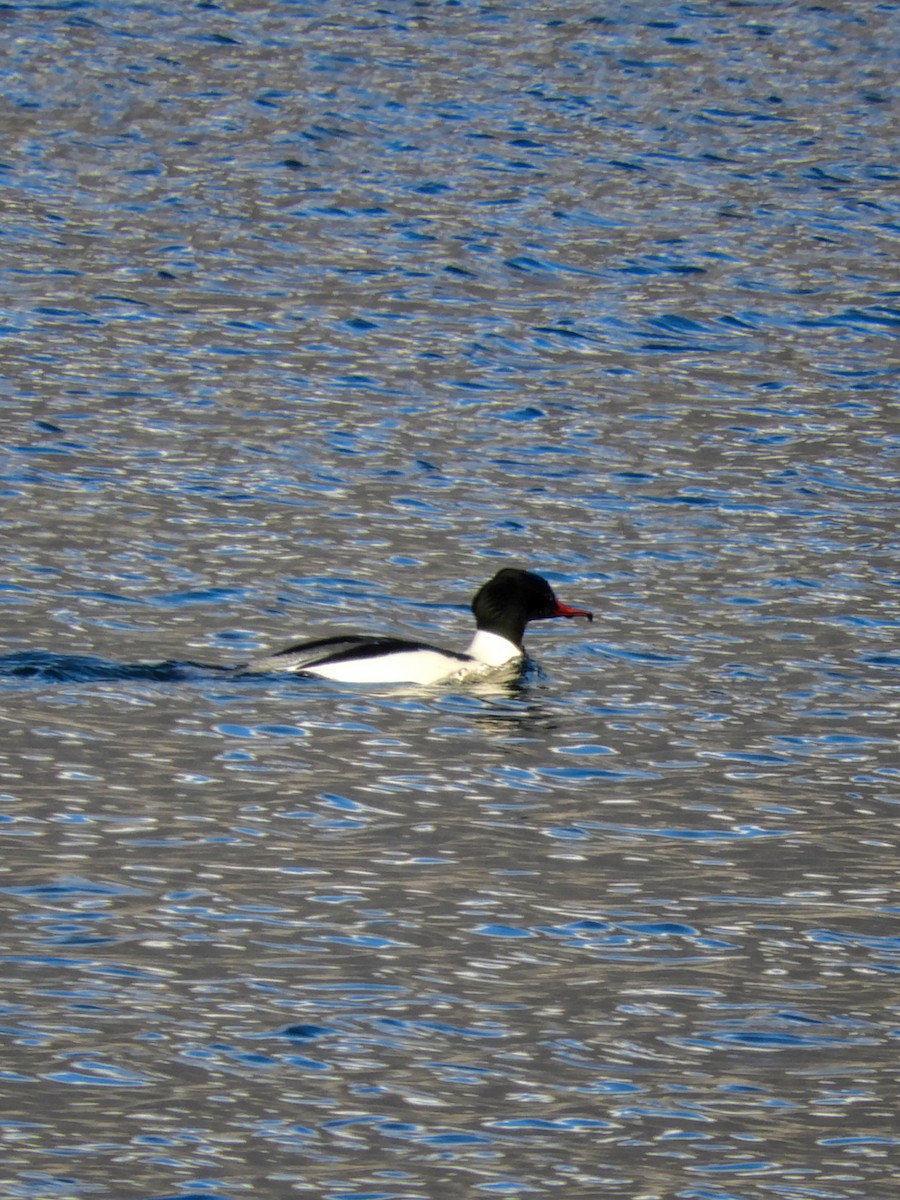 Common Merganser - ML613823303