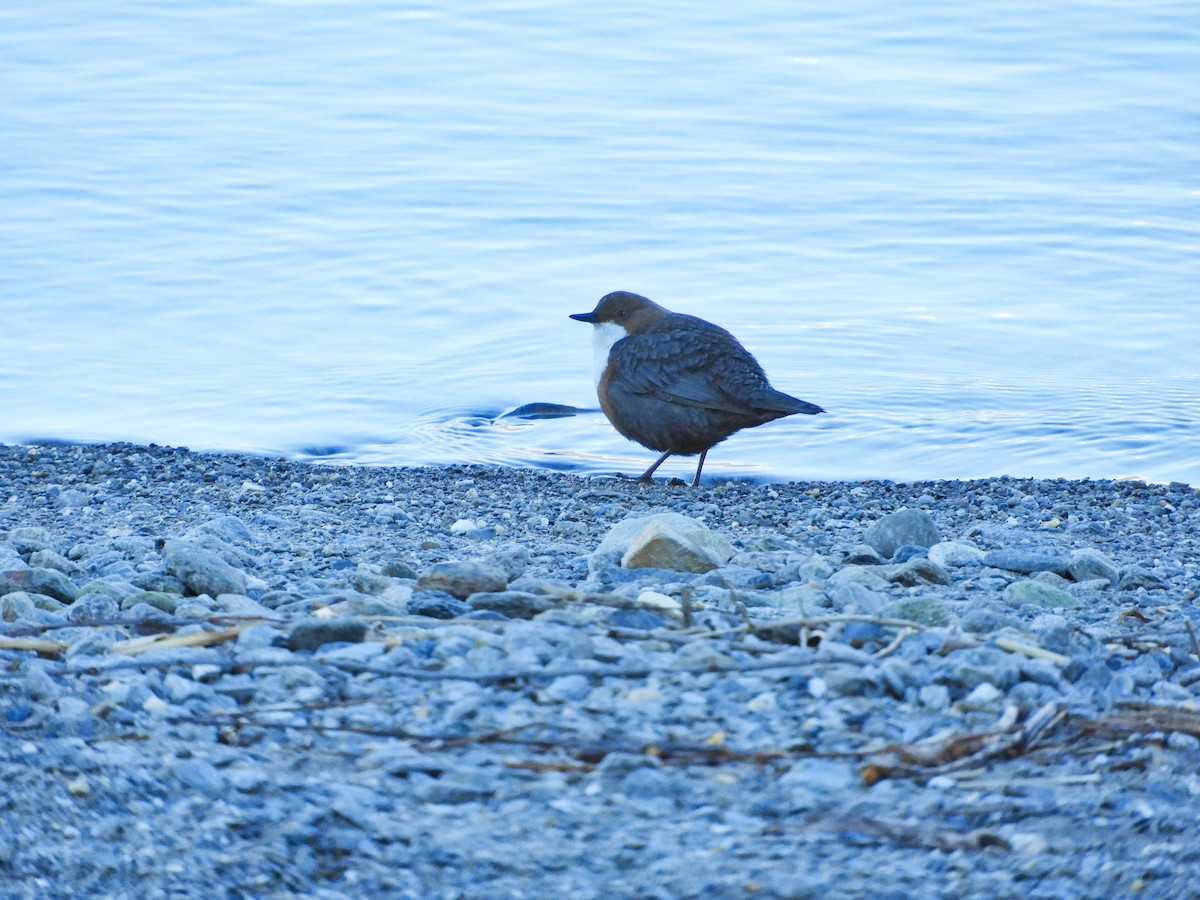 White-throated Dipper - ML613823315