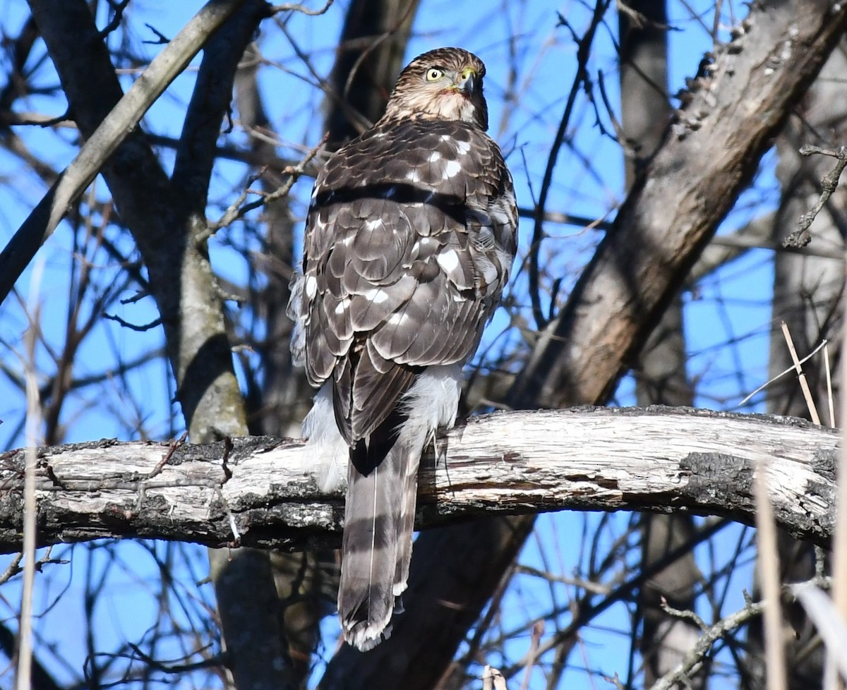 Cooper's Hawk - Brian Kenney