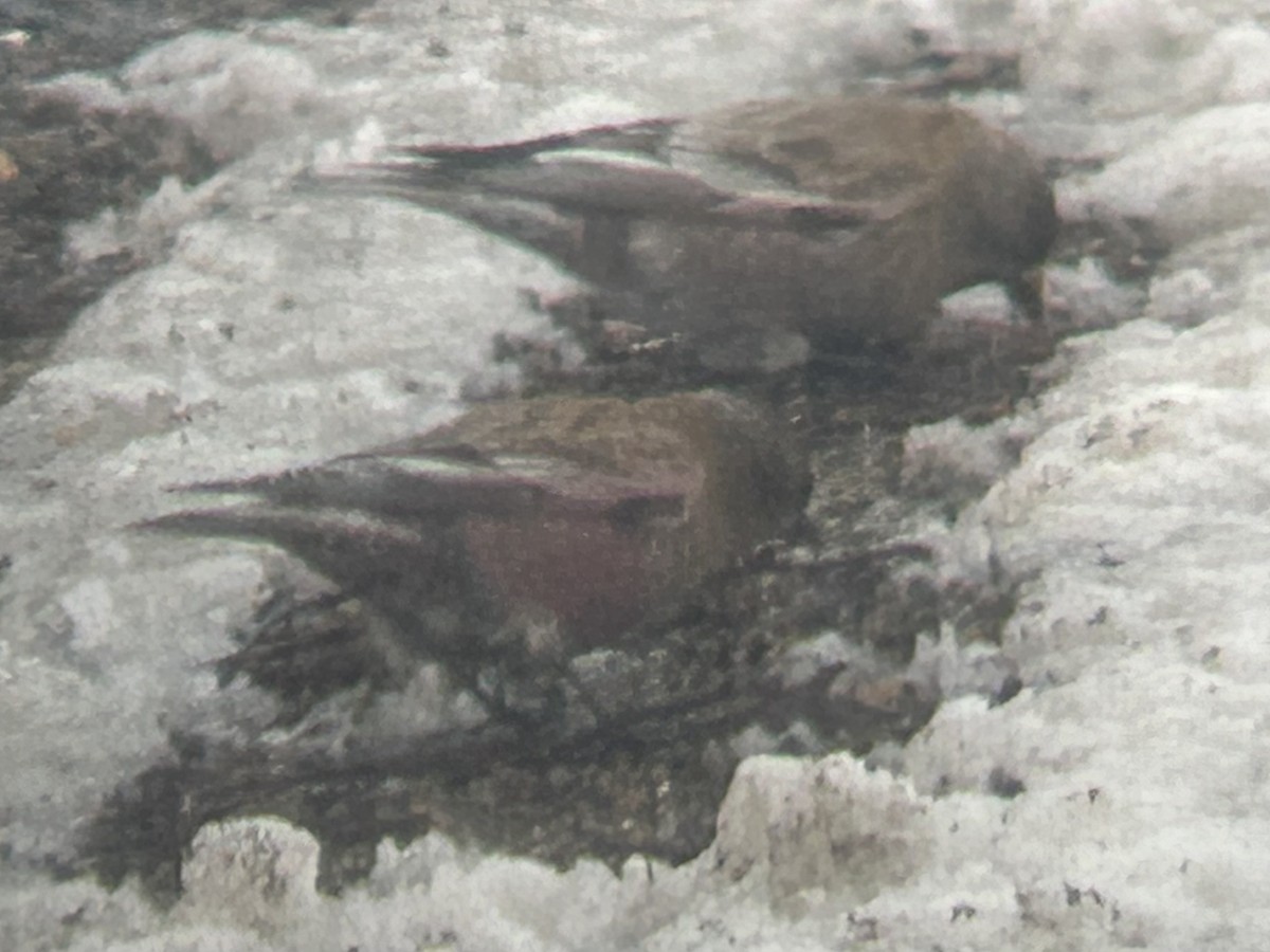 Brown-capped Rosy-Finch - Riley Morris